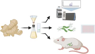 6-gingerol and its derivatives inhibit Helicobacter pylori-induced gastric mucosal inflammation and improve gastrin and somatostatin secretion